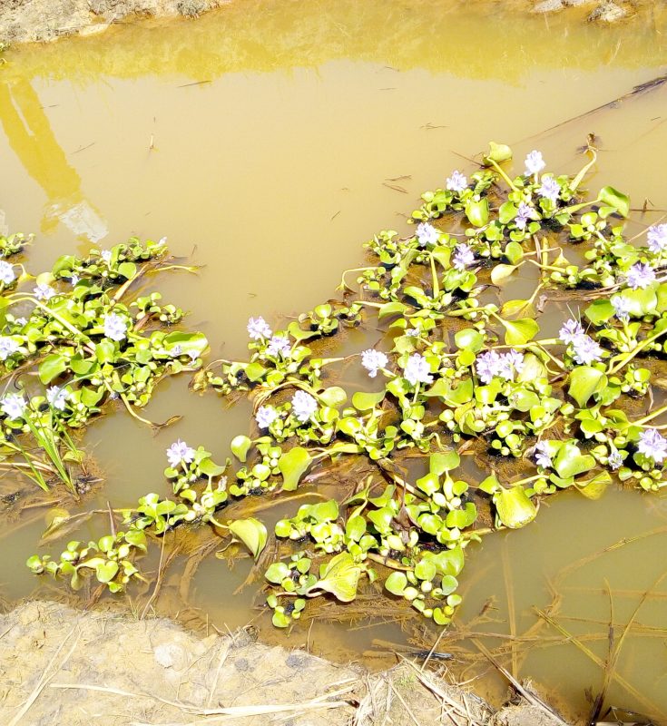 CREEC WATER HYACINTH RESEARCH TAKES SHAPE